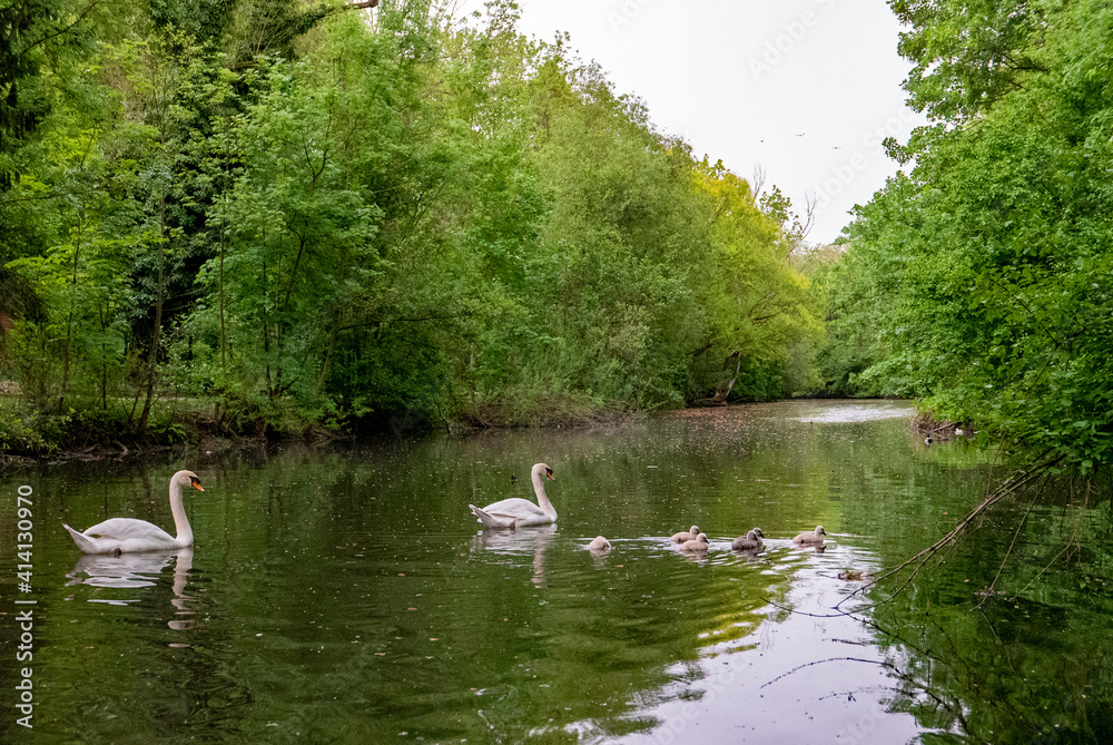 Famille de cygnes sur une rivière Famille de cygnes sur une rivière