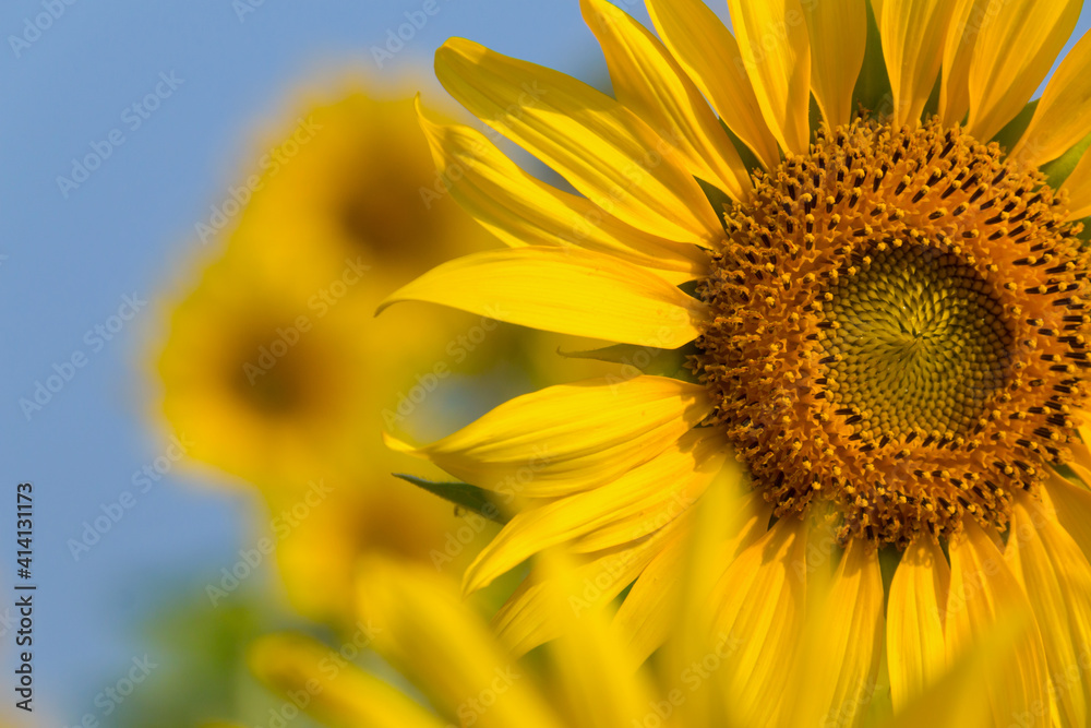 Naklejka premium Sunflower blooming. Sunflower with blue sky. natural background.