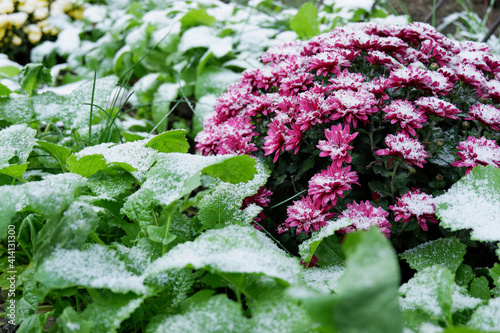 Chrysanthemum bush in mustard siderates. Flowers under the first snow. Winter flowers photo