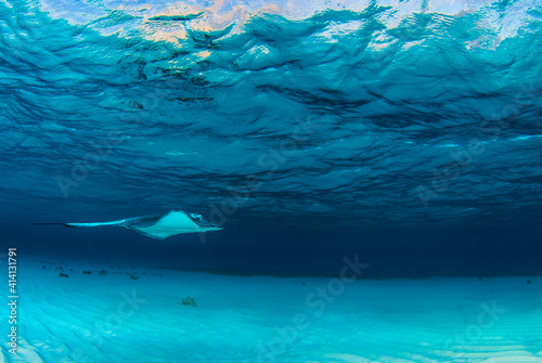 A single southern stingray in the warm shallow waters of Stingray City in Grand Cayman