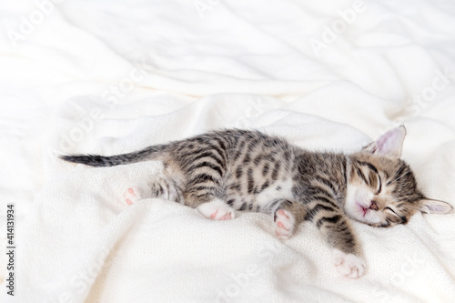 Cute Small striped kitten sleeps on white light blanket at home. Concept of adorable pets. Copyspace.