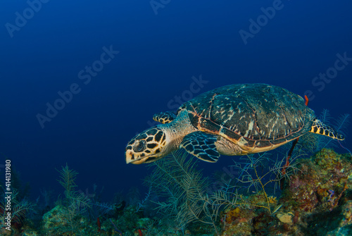 A hawksbill turtle on the reef in the Cayman Islands. This gentle creature lives off sponge that grown in abundance in the tropical waters of the Caribbean sea