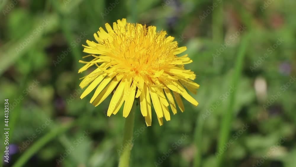 Yellow dandelion flower. Dandelion blooms in spring Yellow dandelion flower. Dandelion blooms in spring