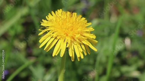 Yellow dandelion flower. Dandelion blooms in spring