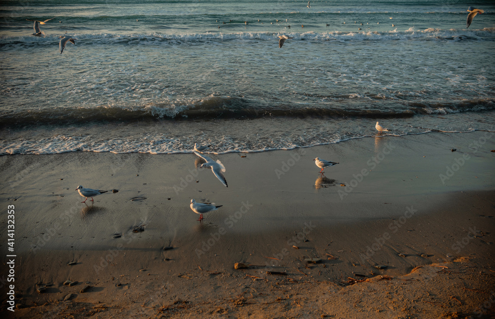seascape during the golden hour seascape during the golden hour