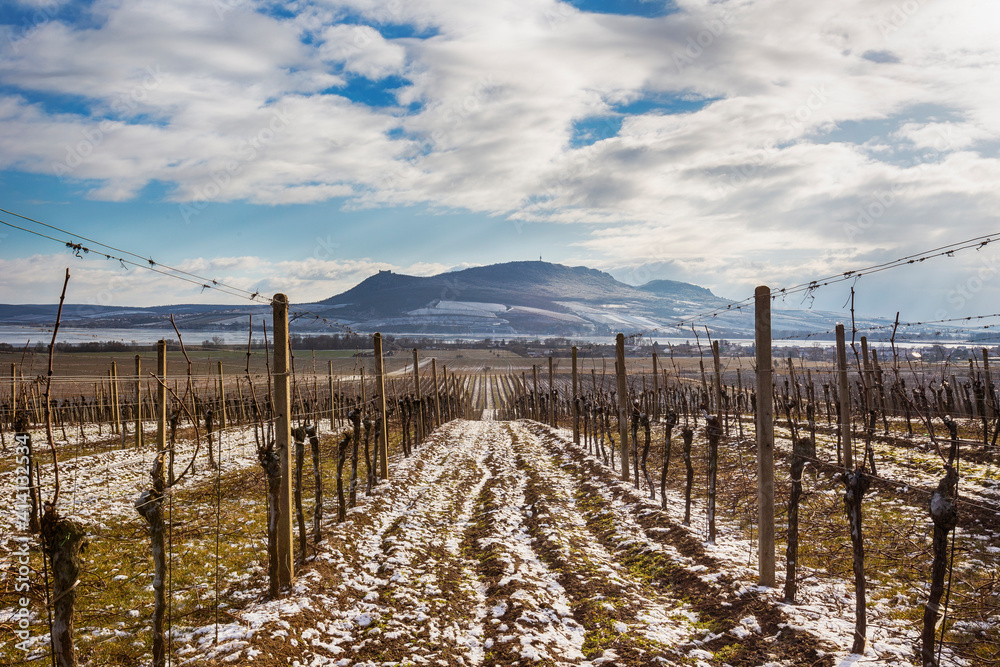 Pálava Mountains in South Moravia. In the foreground rows of vineyards in the winter leading to the horizon where Pálava lies Pálava Mountains in South Moravia. In the foreground rows of vineyards in the winter leading to the horizon where Pálava lies