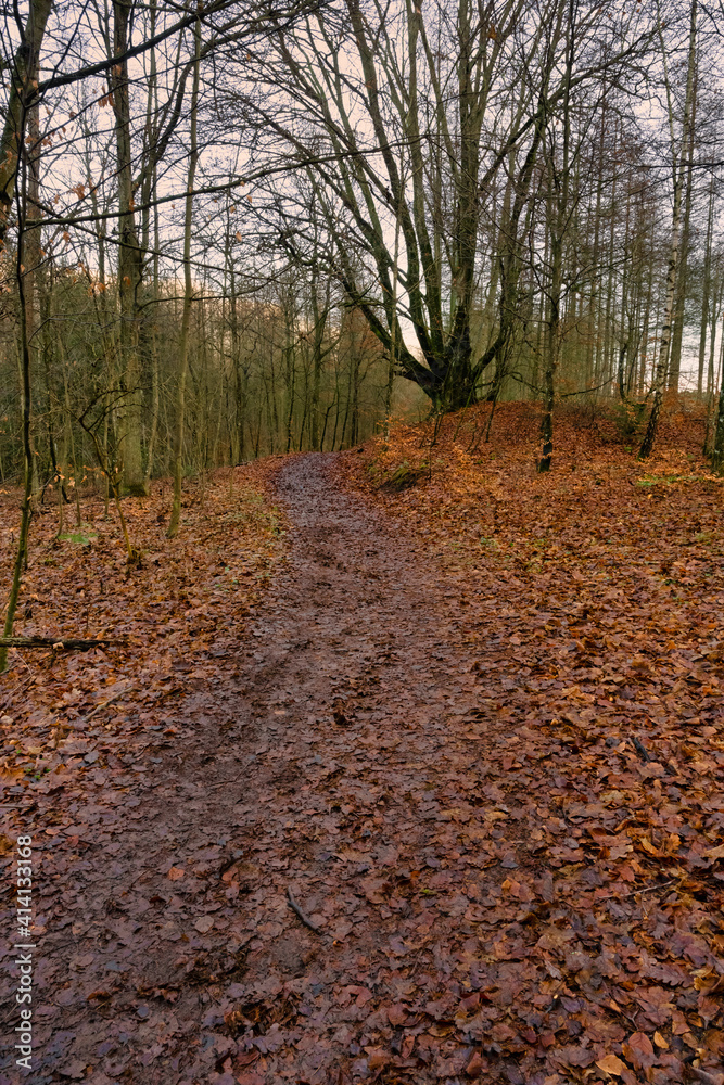 A nature trail in a forest with beautiful red leaves on the ground. Picture from Lund, southern Sweden A nature trail in a forest with beautiful red leaves on the ground. Picture from Lund, southern Sweden