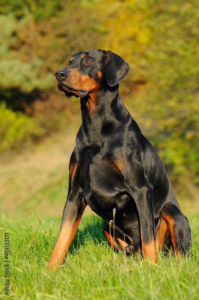 young black doberman sitting on the green grass young black doberman sitting on the green grass