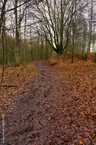 A nature trail in a forest with beautiful red leaves on the ground. Picture from Lund, southern Sweden