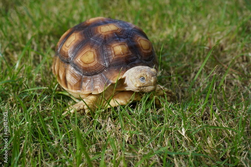 Turtle on grass (Centrochelys sulcata)