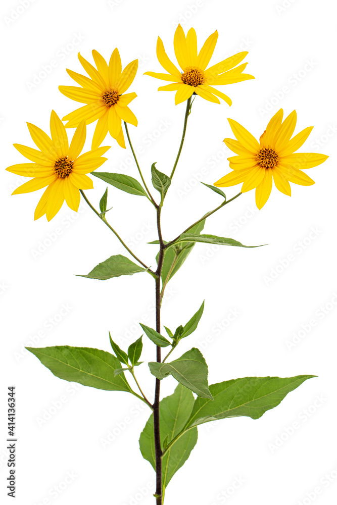 Fototapeta premium Flowers of Jerusalem Artichoke (Earth Apple), lat. Helianthus tuberosus L. or girasol, isolated on white background