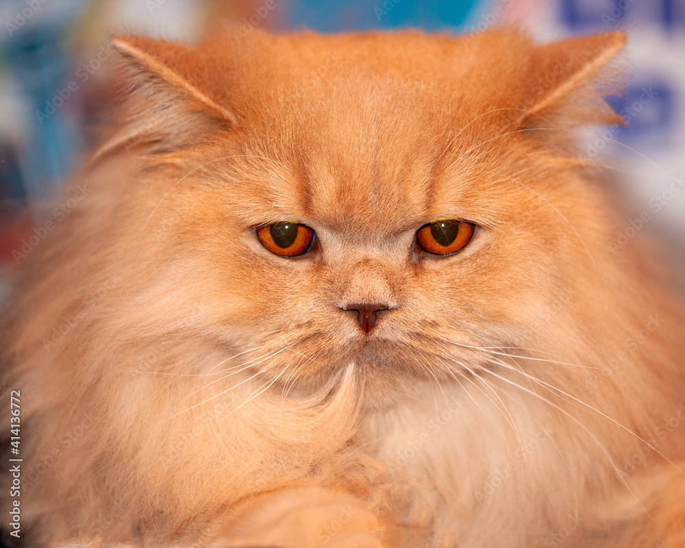 Old fashioned Persian Cat