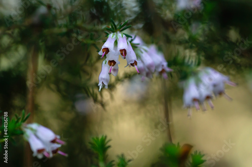 Tree heath white flowers