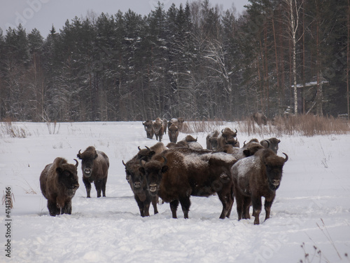 Bison in the wild in winter. Wild animals in the reserve .