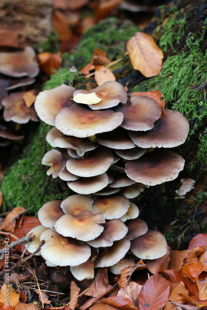 Beautiful cluster of mushrooms on a tree stump. Mushrooms in Oisterwijk. Oyster mushroom hen of te woods sulphur shelf mushroom cluster. Brown colored shrooms on mossy wooden log in the forest. Beautiful cluster of mushrooms on a tree stump. Mushrooms in Oisterwijk. Oyster mushroom hen of te woods sulphur shelf mushroom cluster. Brown colored shrooms on mossy wooden log in the forest.