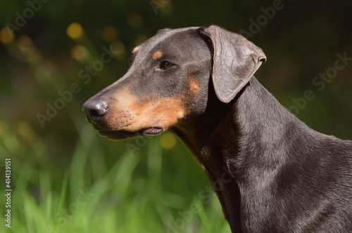 doberman dog portrait Dobermann © AnetaPics