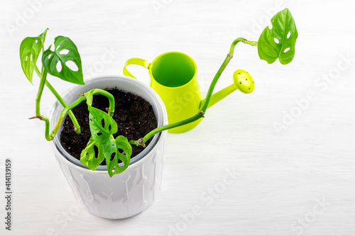 Photography New fresh tropical home plant monstera monkey mask in ceramic pot on the white table, just planted