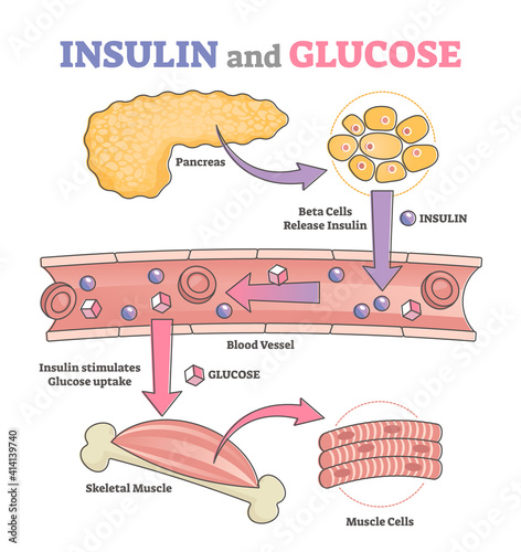 Insulin and glucose release regulation educational scheme outline concept photo