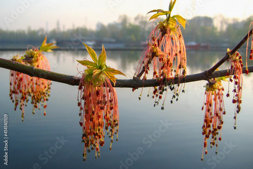 Flowering of an ash tree 