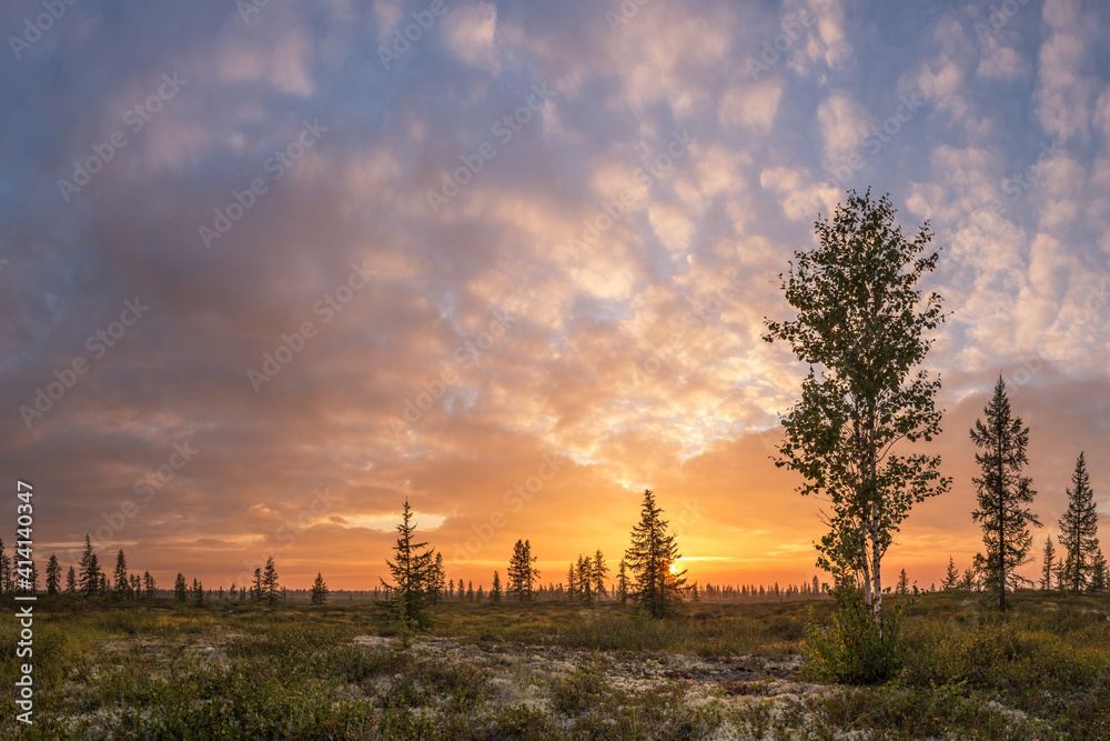 summer sunset in the forest-tundra