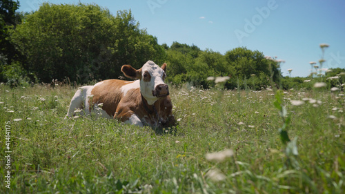 Ginger cow lies on a summer meadow. The cow is sleeping in the clearing.