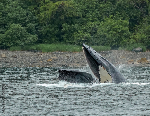 Whale Breaching the Water