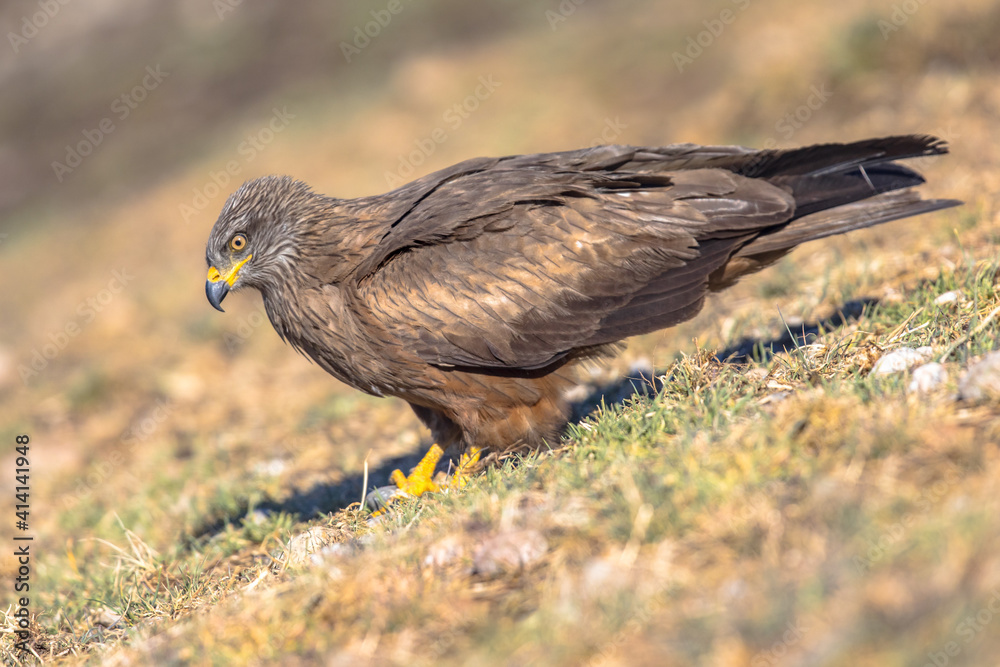 Obraz premium Black kite on ground