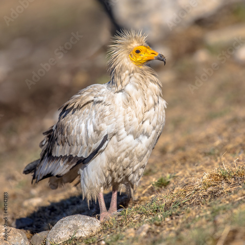 Egyptian vulture foraging
