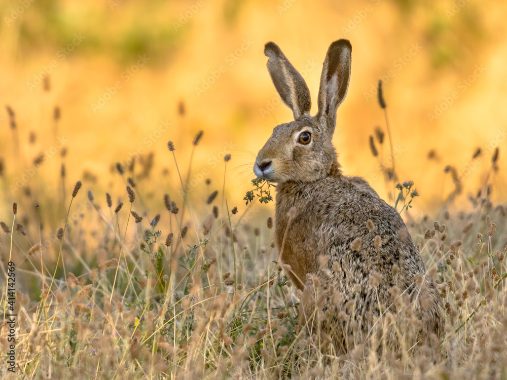 Lepus. Wild European brown hare on orange background - obrazy, fototapety, plakaty 