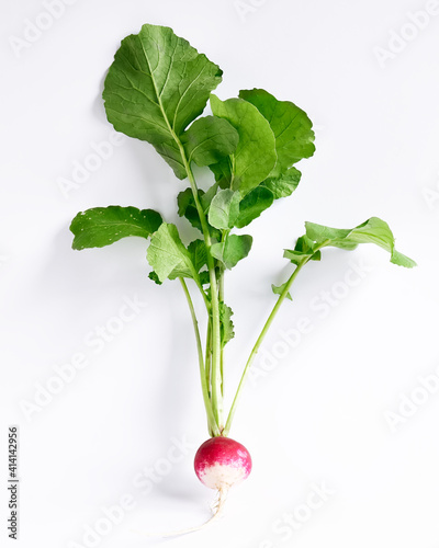 One fresh purple organic radish on white background. Organic vegetables in urban garden. Sustainable Agriculture.