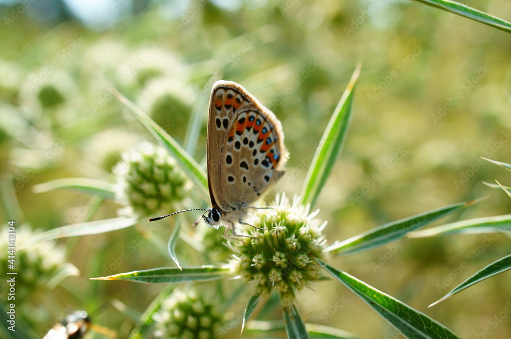Obraz premium butterfly on a flower