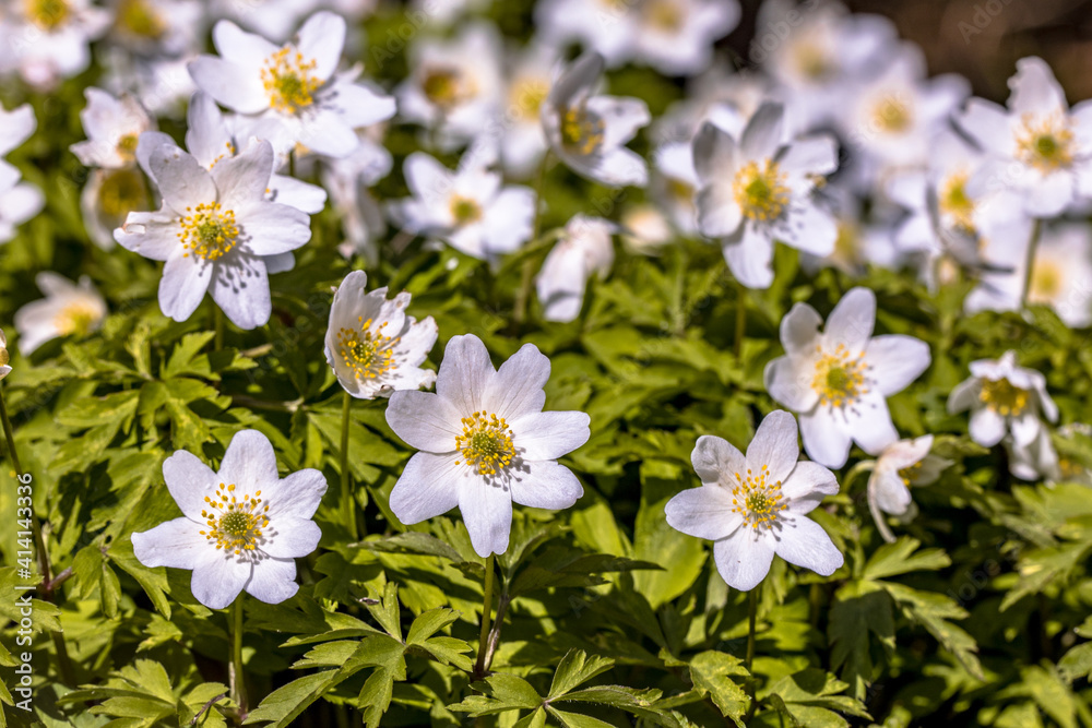 Wood anemone flowers in march Wood anemone flowers in march