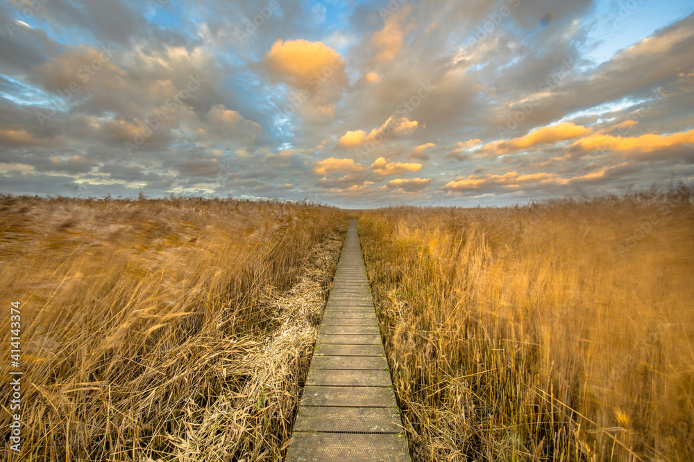 Fototapeta premium Wooden walkway through tidal marsh