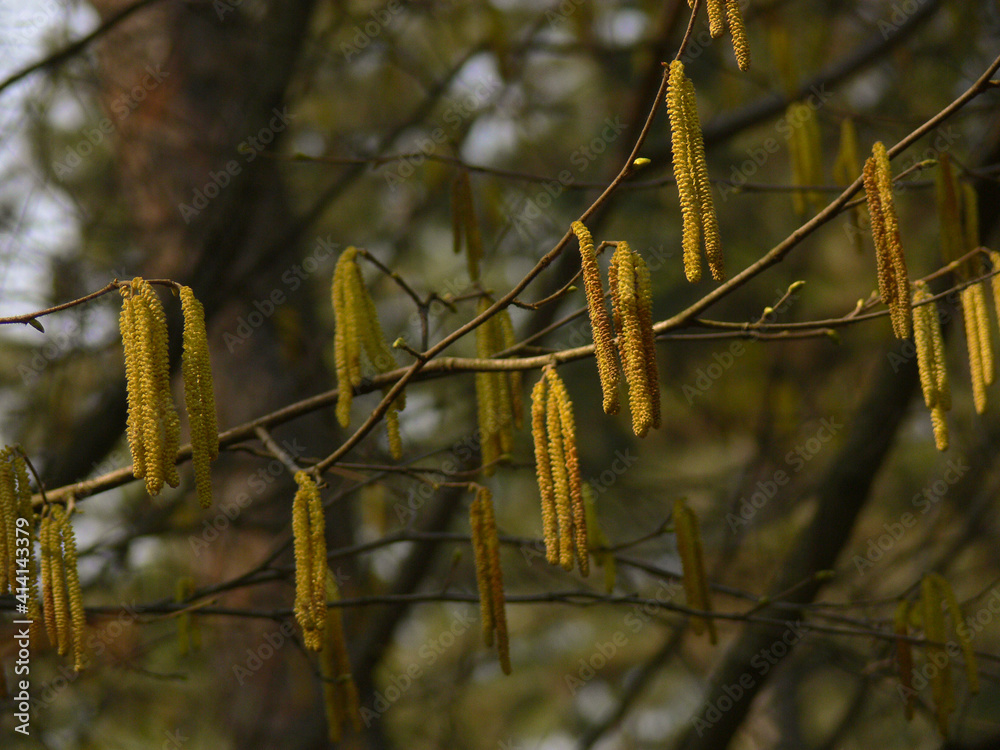 Spring sprigs with catkins of alder tree (Alnus) Spring sprigs with catkins of alder tree (Alnus)