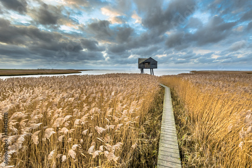 Wooden walkway through tidal marsh photo