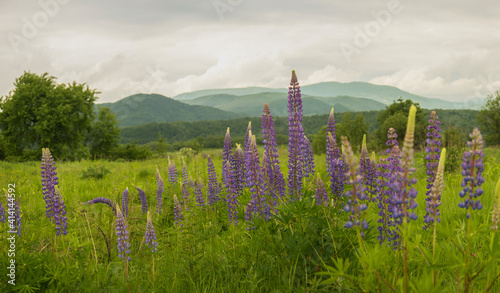 Purple flowers of lupine on on a background of mountains. Lupinus, lupin, lupine field. Bunch of lupines summer flower background