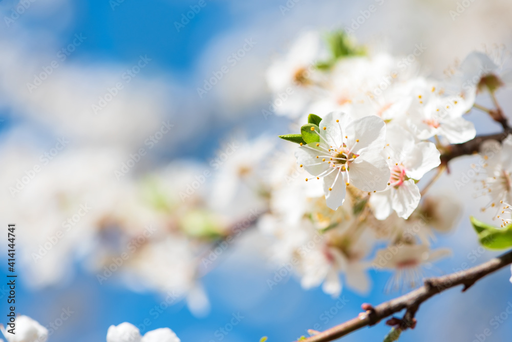 White cherry blossom sakura in spring time against blue sky. Nature background. Soft focus White cherry blossom sakura in spring time against blue sky. Nature background. Soft focus
