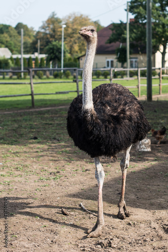 Ostrich. Exotic animal park in Dundaga, Latvia.