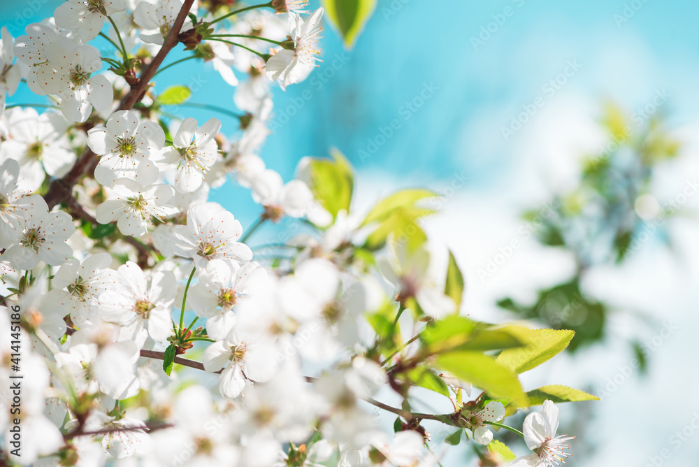 White cherry blossom sakura in spring time against blue sky. Nature background. Soft focus White cherry blossom sakura in spring time against blue sky. Nature background. Soft focus