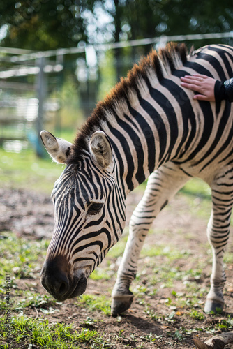 Zebra. Exotic animal park in Dundaga  Latvia.