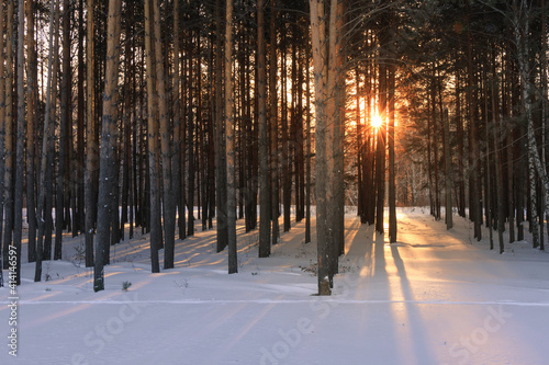 Rays of the sun make their way through trees in the winter forest