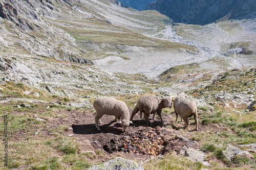 Sheeps at the d'oreiller mountain hut, Ecrins, French Alps, France