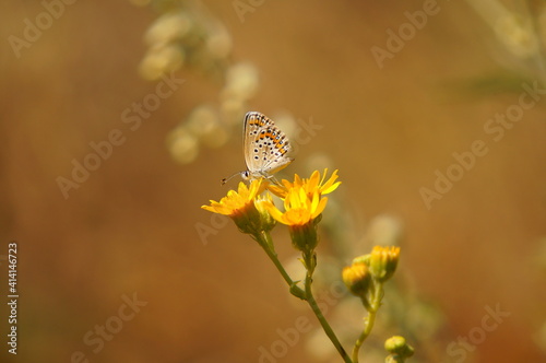 butterfly on flower