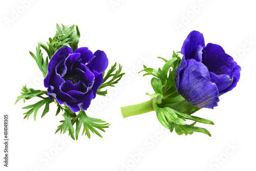 Set of blue anemone flowers