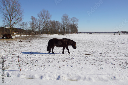 Horses in the meadow with snow blowing up in the ditch near the Dutch village of Bergen. Blue sky. Netherlands, Winter, February.