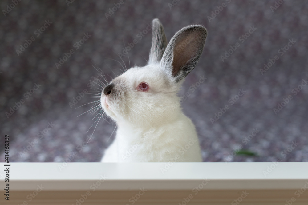 Obraz premium White Easter Bunny with red eyes on a colorful blanket eats a leaf