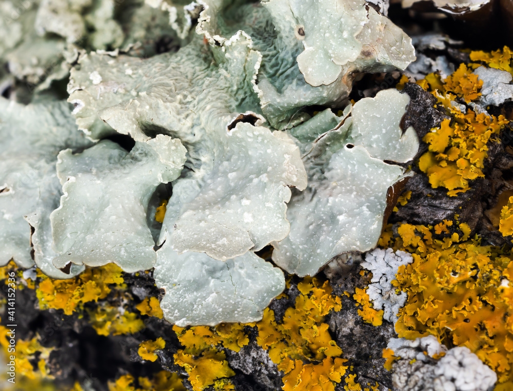 Very close-up of pale green Rosette lichen with bright orange sunburst lichen in the background.

