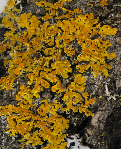 Macro of bright orange sunburst lichen on a weathered branch.  Includes cup shaped fruiting bodies.
