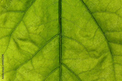 A fragment of the leaf surface of a garden flower close-up
