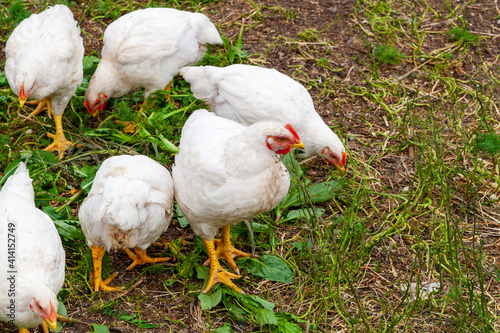 Large broiler chickens feed on green grass. Raising chickens.